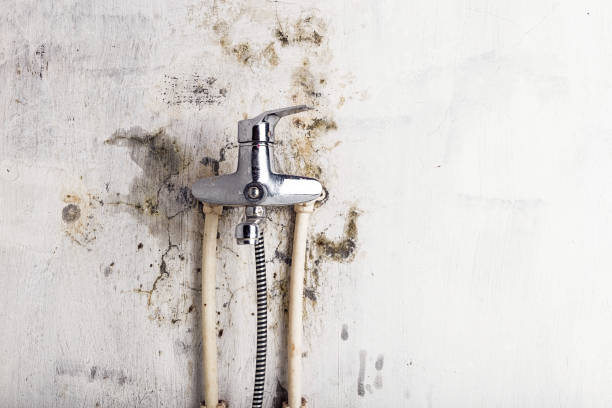 Best Toxic Mold Removal  in Lock Haven, PA