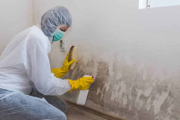 Best Attic Mold Removal  in Lock Haven, PA