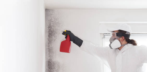 Best Fast Mold Removal  in Lock Haven, PA
