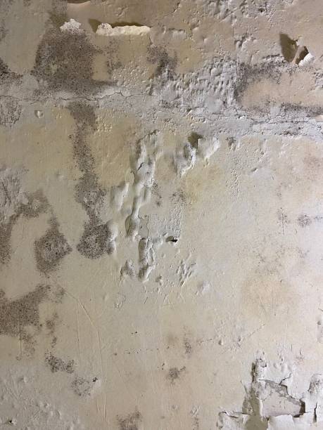 Best Professional Mold Removal  in Lock Haven, PA
