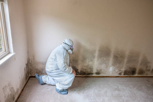 Best Toxic Mold Removal  in Lock Haven, PA