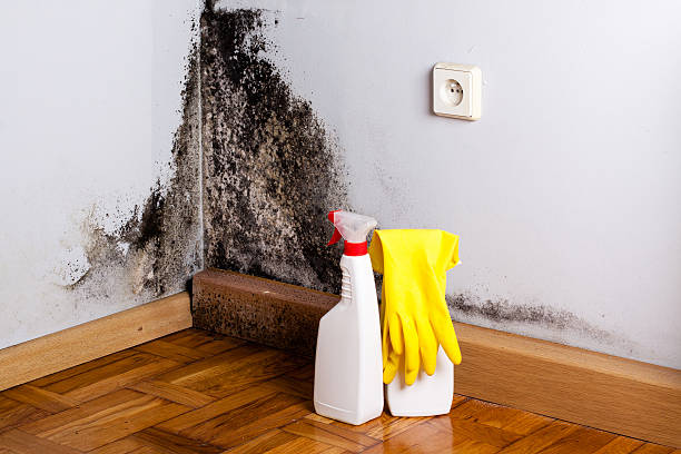 Best Mold Remediation  in Lock Haven, PA