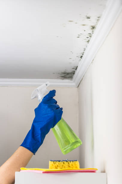 Best Black Mold Removal  in Lock Haven, PA