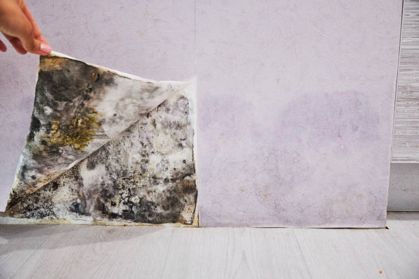 Best Home Mold Removal  in Lock Haven, PA